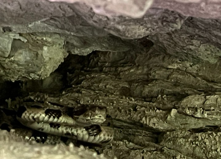 Timber Rattlesnake